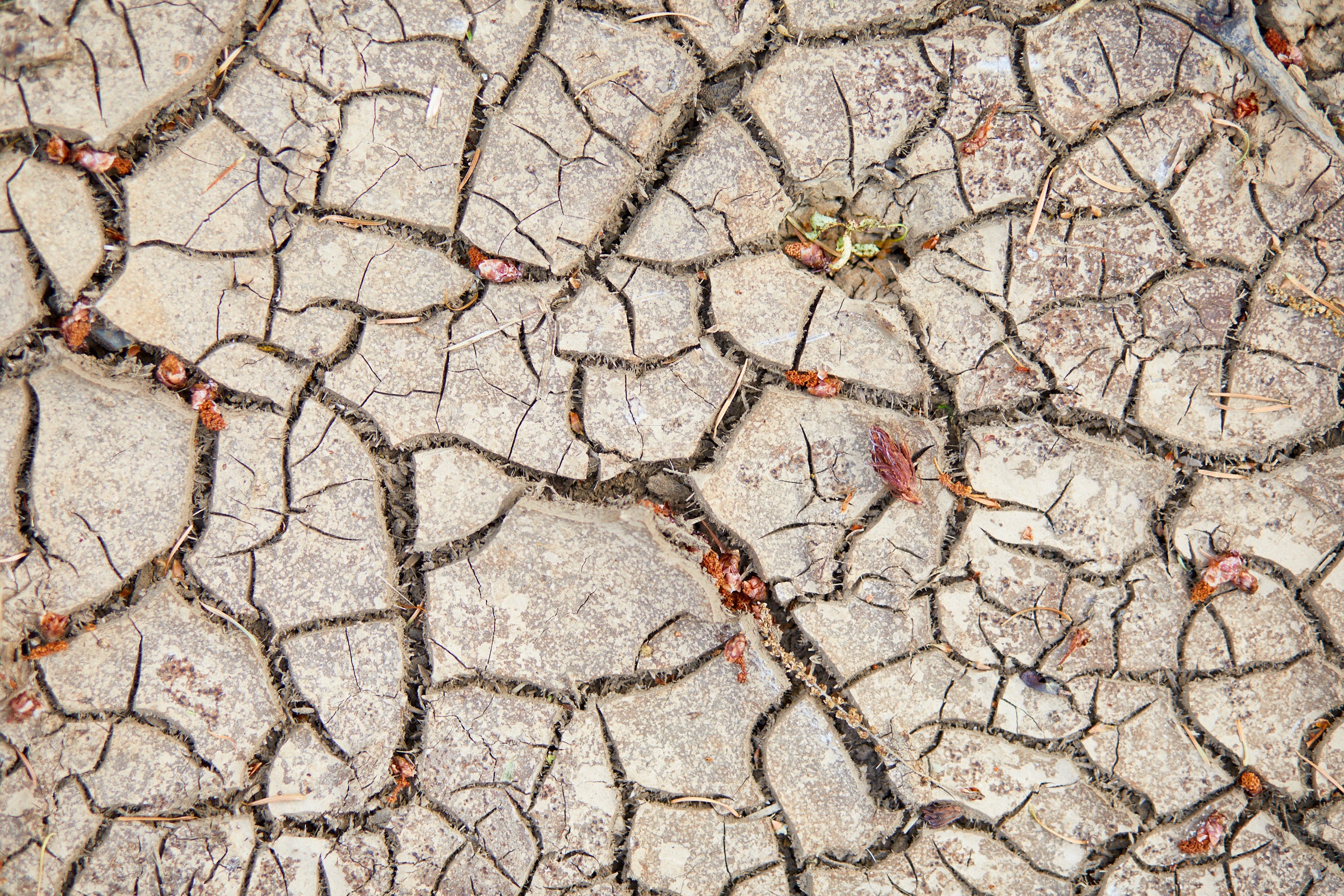 When Veganism is not Regenerative