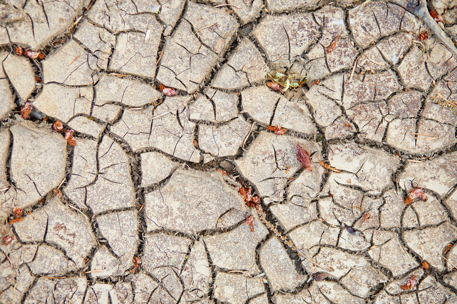 When Veganism is not Regenerative