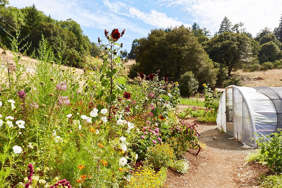 Where do our ingredients come from?