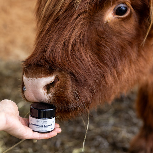 Botanical Tallow